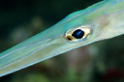 Cornetfish.  Image taken on a night dive in one of the ho... by Paul Colley 